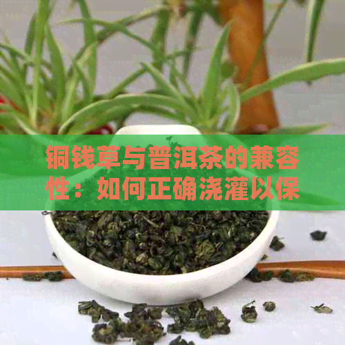 铜钱草与普洱茶的兼容性：如何正确浇灌以保持茶叶品质？