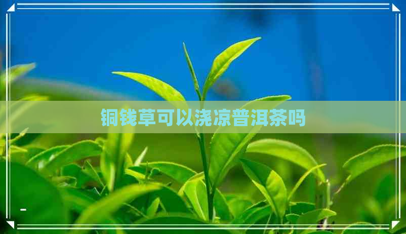 铜钱草可以浇凉普洱茶吗