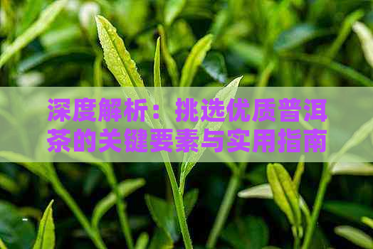 深度解析：挑选优质普洱茶的关键要素与实用指南