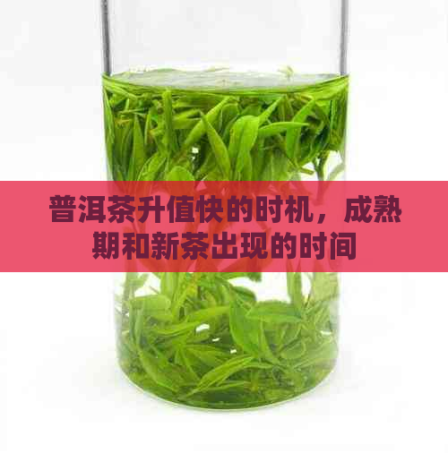 普洱茶升值快的时机，成熟期和新茶出现的时间