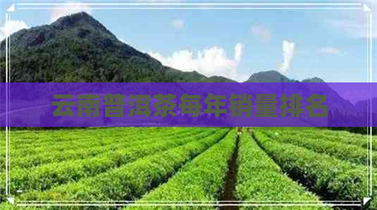 云南普洱茶每年销量排名