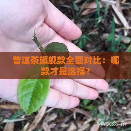 普洱茶旗舰款全面对比：哪款才是选择？