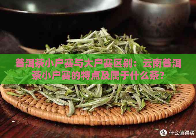 普洱茶小户赛与大户赛区别：云南普洱茶小户赛的特点及属于什么茶？