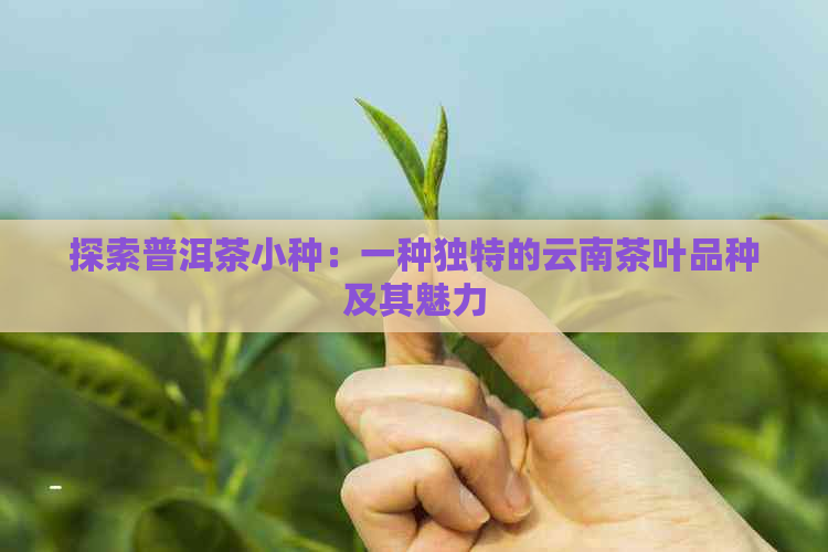 探索普洱茶小种：一种独特的云南茶叶品种及其魅力