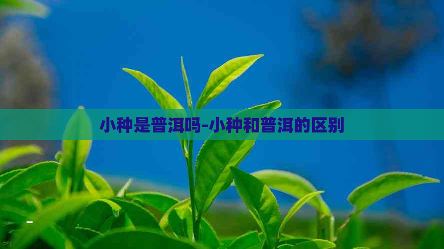 小种是普洱吗-小种和普洱的区别