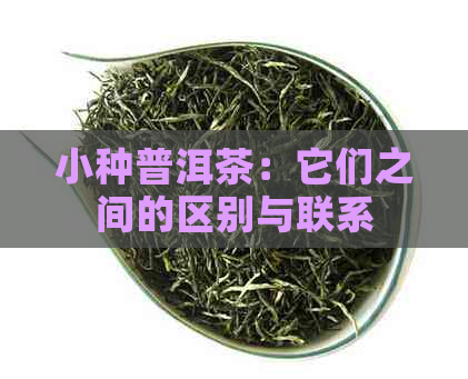 小种普洱茶：它们之间的区别与联系