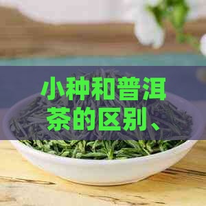 小种和普洱茶的区别、特点及哪个更好？