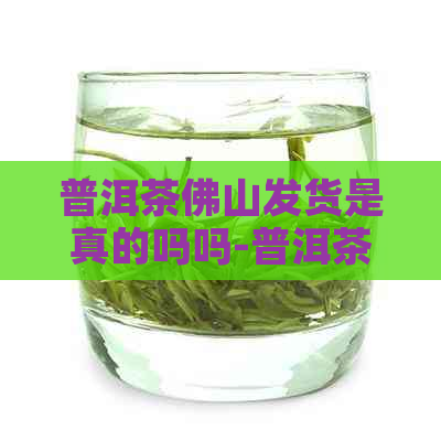 普洱茶佛山发货是真的吗吗-普洱茶佛山发货是真的吗吗知乎