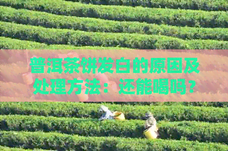 普洱茶饼发白的原因及处理方法：还能喝吗？如何保存普洱茶饼？