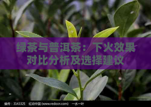 绿茶与普洱茶：下火效果对比分析及选择建议