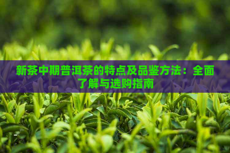 新茶中期普洱茶的特点及品鉴方法：全面了解与选购指南