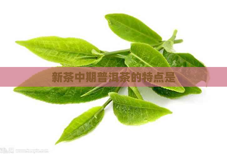 新茶中期普洱茶的特点是