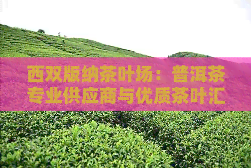 西双版纳茶叶场：普洱茶专业供应商与优质茶叶汇集地