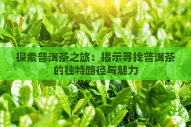 探索普洱茶之旅：揭示寻找普洱茶的独特路径与魅力