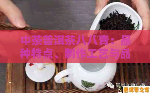 中茶普洱茶八八青：品种特点、制作工艺与品饮技巧全面解析