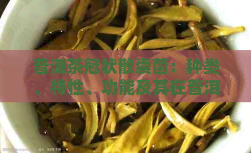 普洱茶冠状散囊菌：种类、特性、功能及其在普洱茶制作中的作用解析