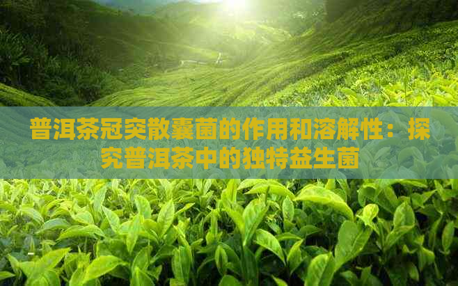 普洱茶冠突散囊菌的作用和溶解性：探究普洱茶中的独特益生菌