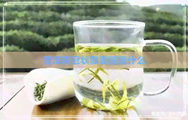 普洱茶冠状散囊菌是什么