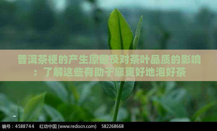 普洱茶梗的产生原因及对茶叶品质的影响：了解这些有助于您更好地泡好茶