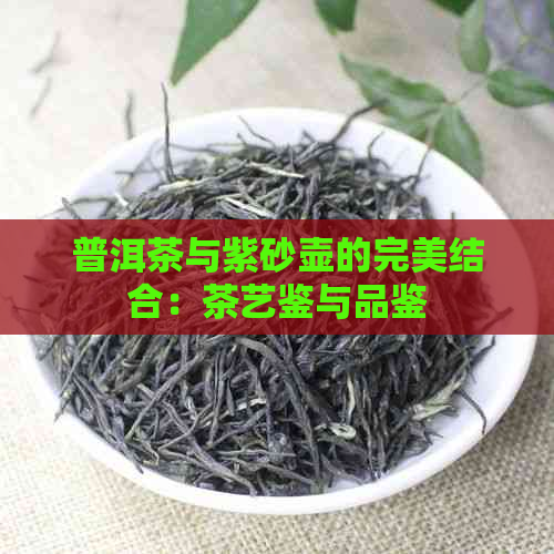 普洱茶与紫砂壶的完美结合：茶艺鉴与品鉴