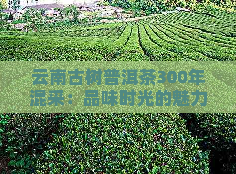 云南古树普洱茶300年混采：品味时光的魅力