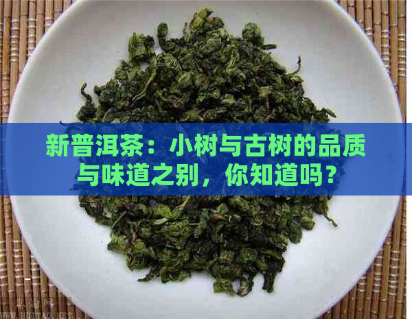 新普洱茶：小树与古树的品质与味道之别，你知道吗？