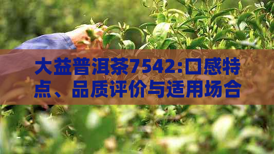 大益普洱茶7542:口感特点、品质评价与适用场合一览，解答您的所有疑问