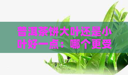 普洱茶饼大叶还是小叶好一点：哪个更受欢迎？