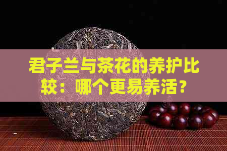 君子兰与茶花的养护比较：哪个更易养活？