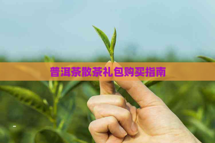 普洱茶散茶礼包购买指南