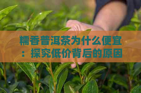 糯香普洱茶为什么便宜：探究低价背后的原因