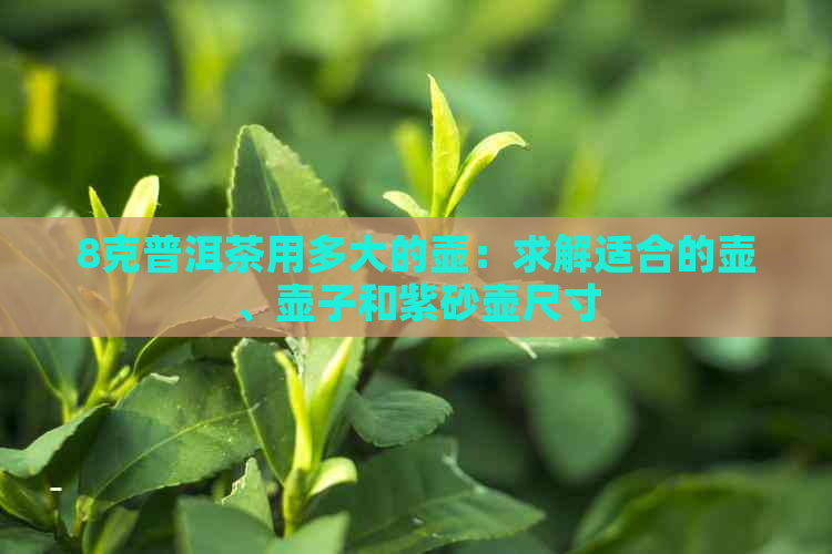 8克普洱茶用多大的壶：求解适合的壶、壶子和紫砂壶尺寸