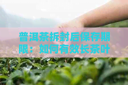 普洱茶拆封后保存期限：如何有效长茶叶新度？