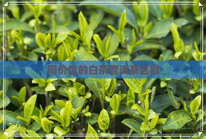 同价位的白茶普洱茶区别