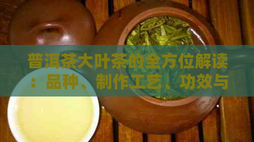 普洱茶大叶茶的全方位解读：品种、制作工艺、功效与泡法