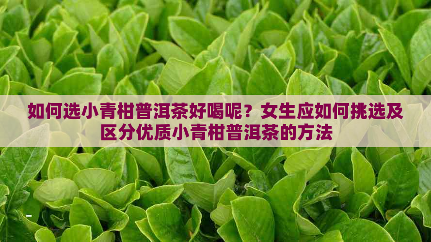 如何选小青柑普洱茶好喝呢？女生应如何挑选及区分优质小青柑普洱茶的方法