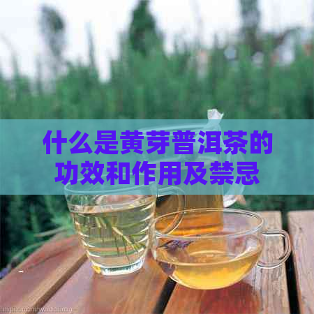 什么是黄芽普洱茶的功效和作用及禁忌