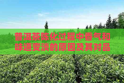 普洱茶陈化过程中香气和味道变淡的原因及其对品质的影响