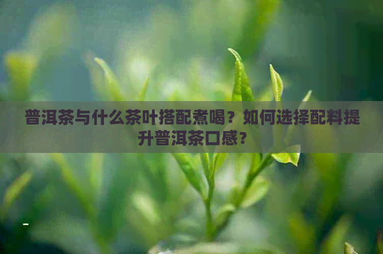 普洱茶与什么茶叶搭配煮喝？如何选择配料提升普洱茶口感？