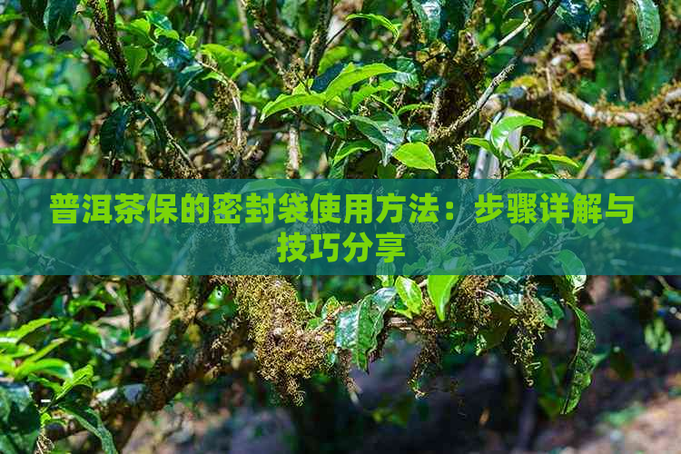 普洱茶保的密封袋使用方法：步骤详解与技巧分享