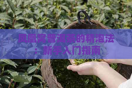 凤凰窝普洱茶的精泡法：新手入门指南