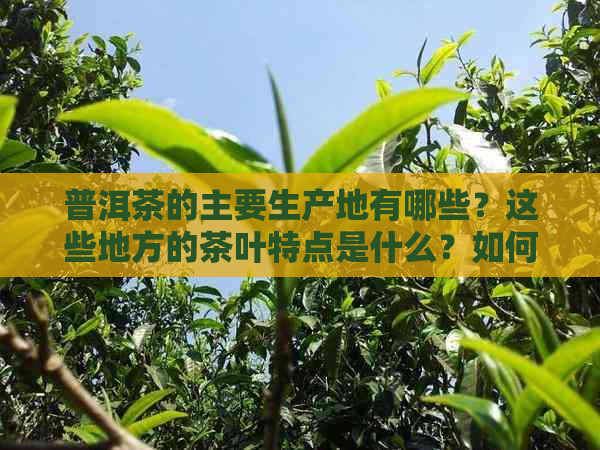 普洱茶的主要生产地有哪些？这些地方的茶叶特点是什么？如何选择购买？