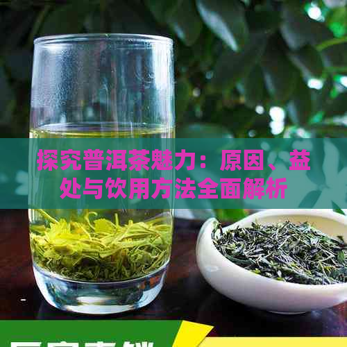 探究普洱茶魅力：原因、益处与饮用方法全面解析