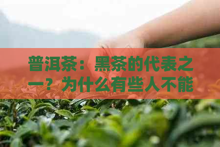 普洱茶：黑茶的代表之一？为什么有些人不能喝？