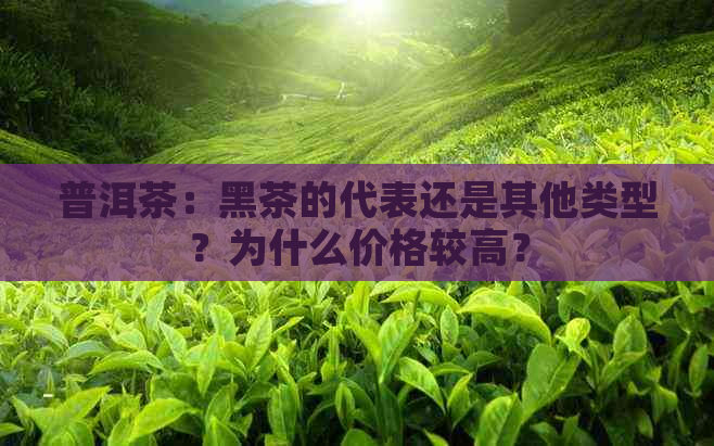 普洱茶：黑茶的代表还是其他类型？为什么价格较高？