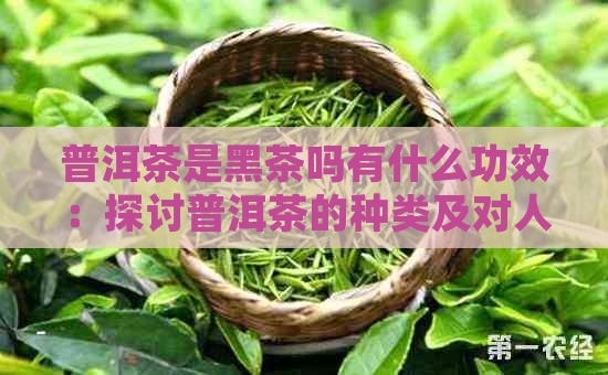 普洱茶是黑茶吗有什么功效：探讨普洱茶的种类及对人体的益处