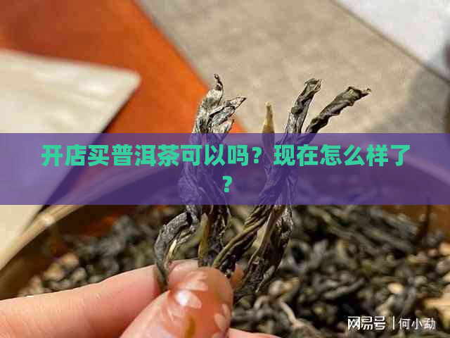 开店买普洱茶可以吗？现在怎么样了？