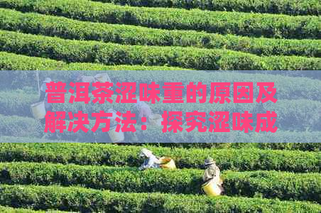 普洱茶涩味重的原因及解决方法：探究涩味成分、冲泡技巧和存环境的影响