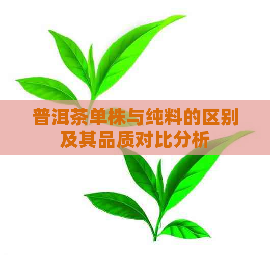 普洱茶单株与纯料的区别及其品质对比分析