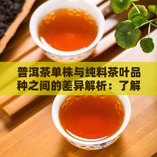 普洱茶单株与纯料茶叶品种之间的差异解析：了解它们的独特魅力和品饮体验